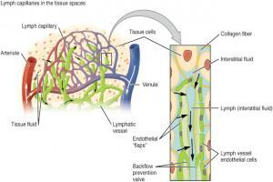 Lymphatic Drainage