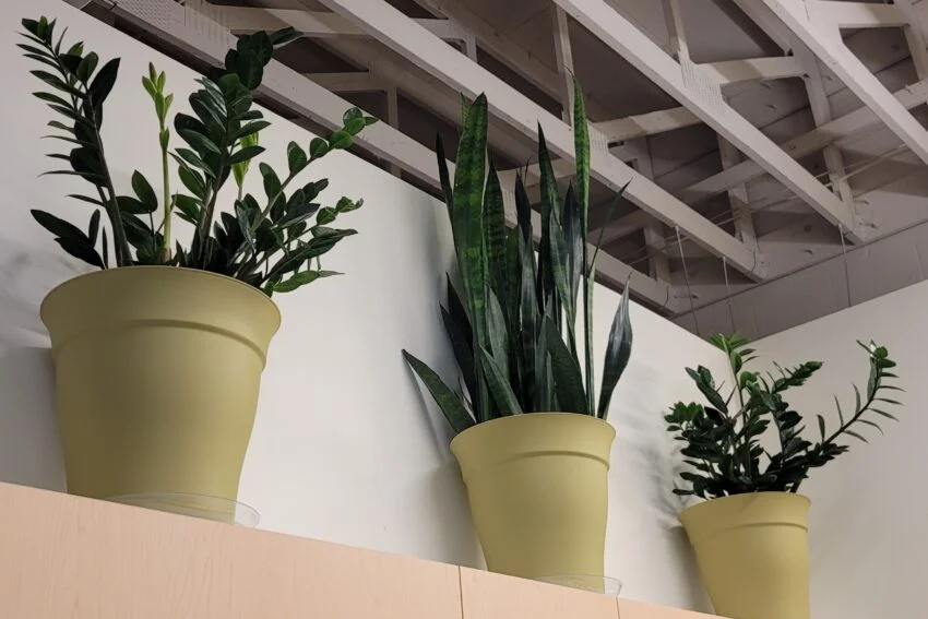 Live plants and calming wellness centre environment in Moncton
