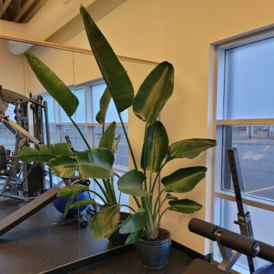 Chronic Pain Clinic's Live Plants