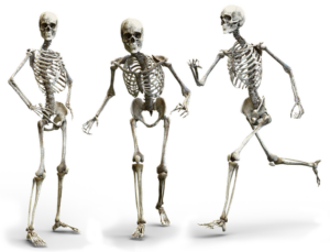 Skeleton Manual Osteopath Moncton
